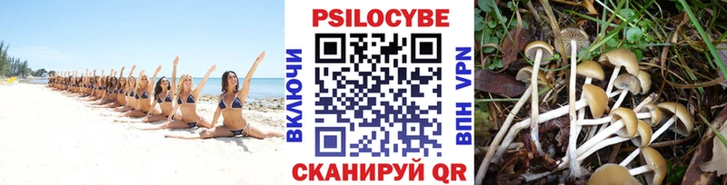 Псилоцибиновые грибы Psilocybine cubensis  Купить где  Зима 